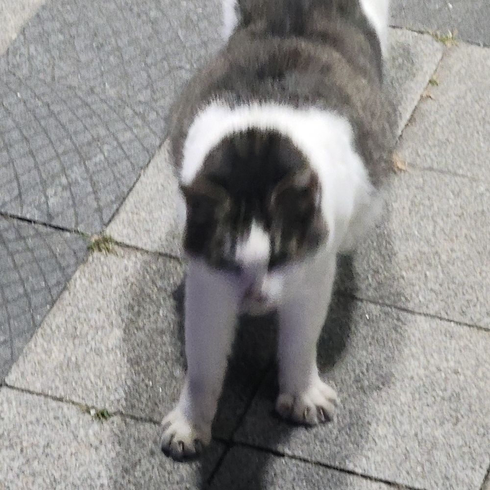 포디