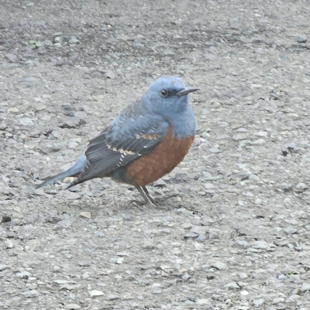 ささめき