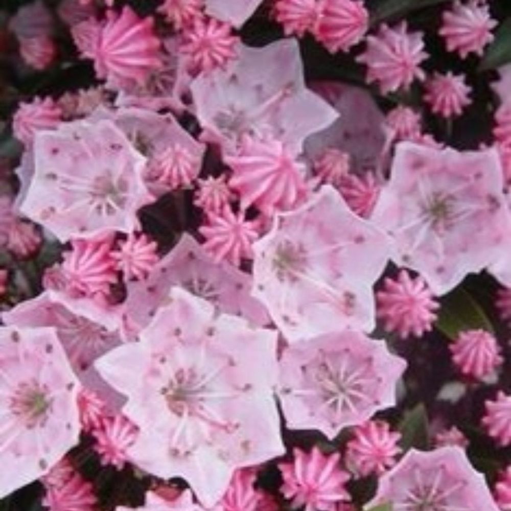 Laurel