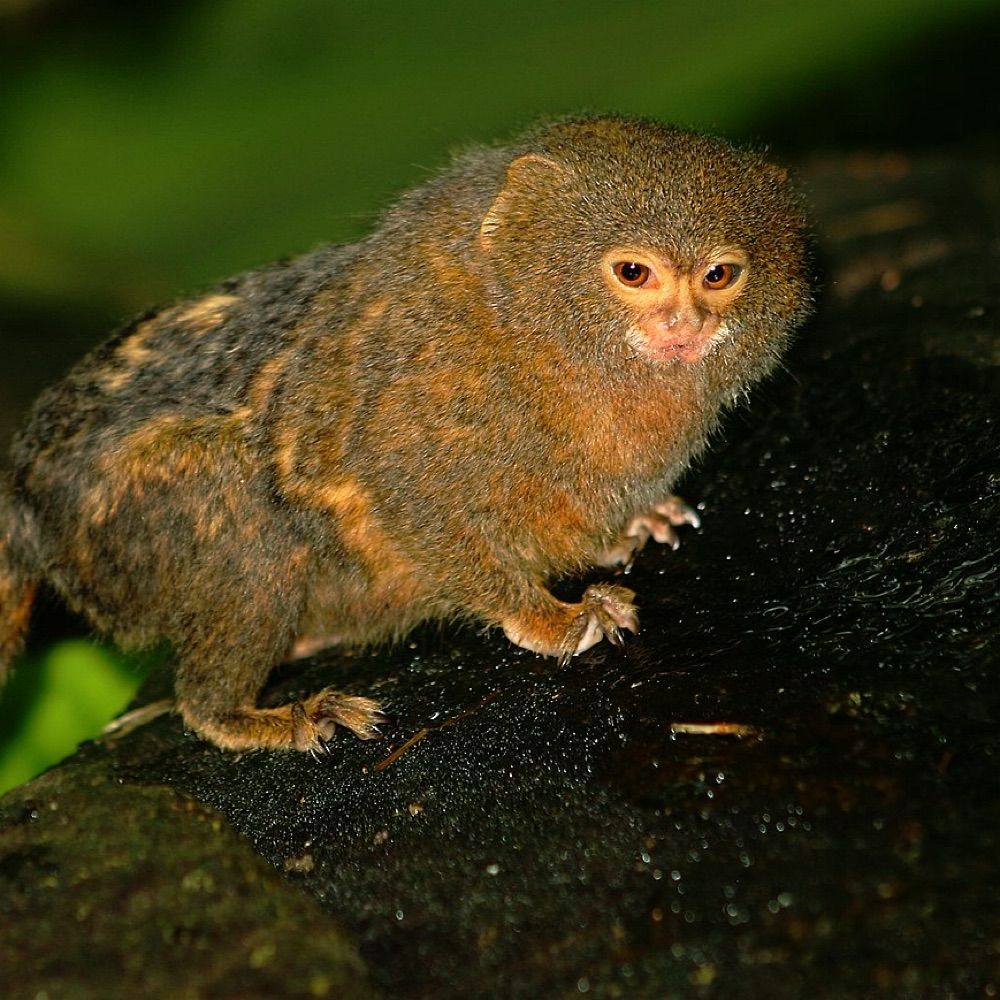Chosbulli