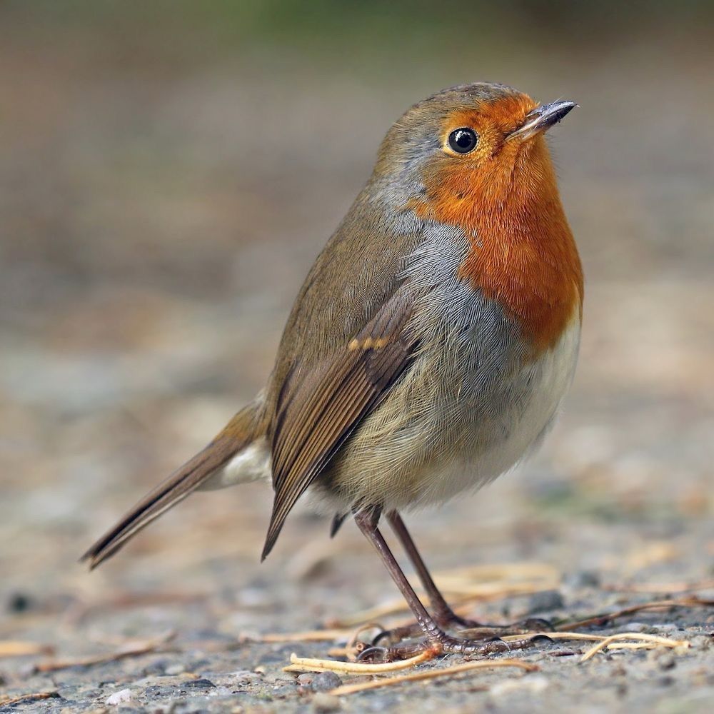 European Robin 🌹