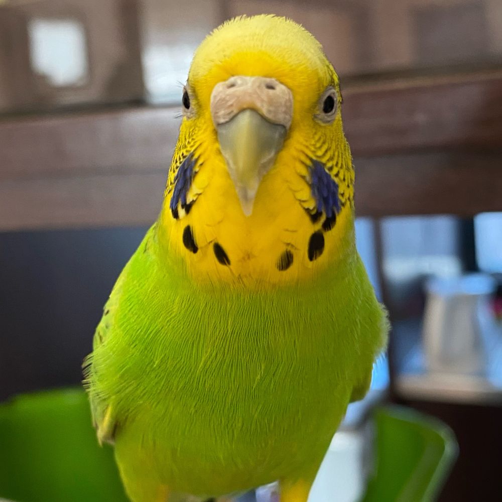 kiwiwalk 