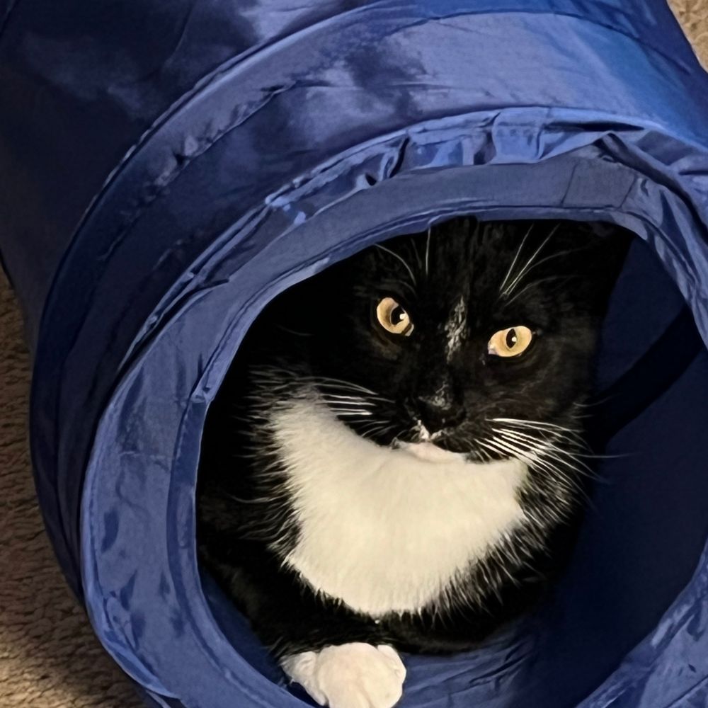 thecatzpajamas.bsky.social profile picture