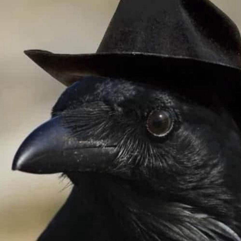 Corvids Daily 🐦‍⬛