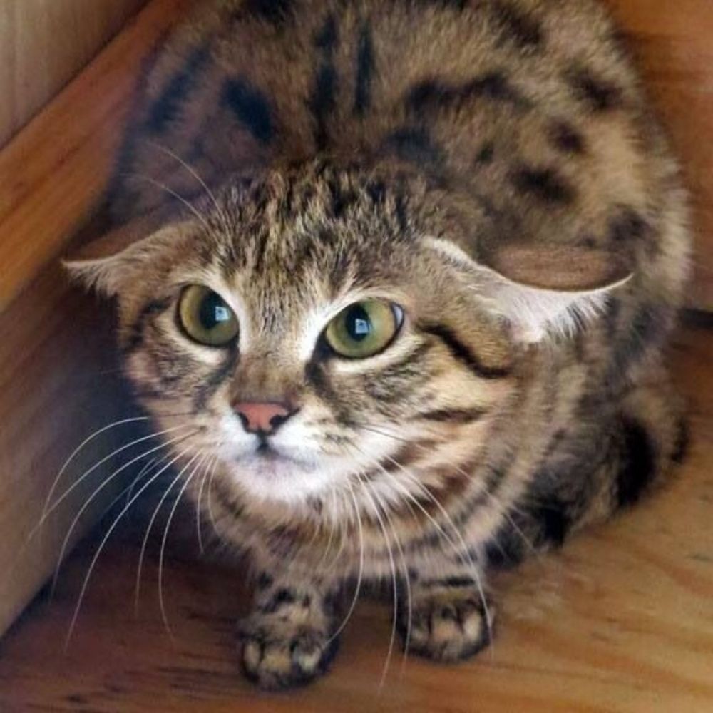 minhau
