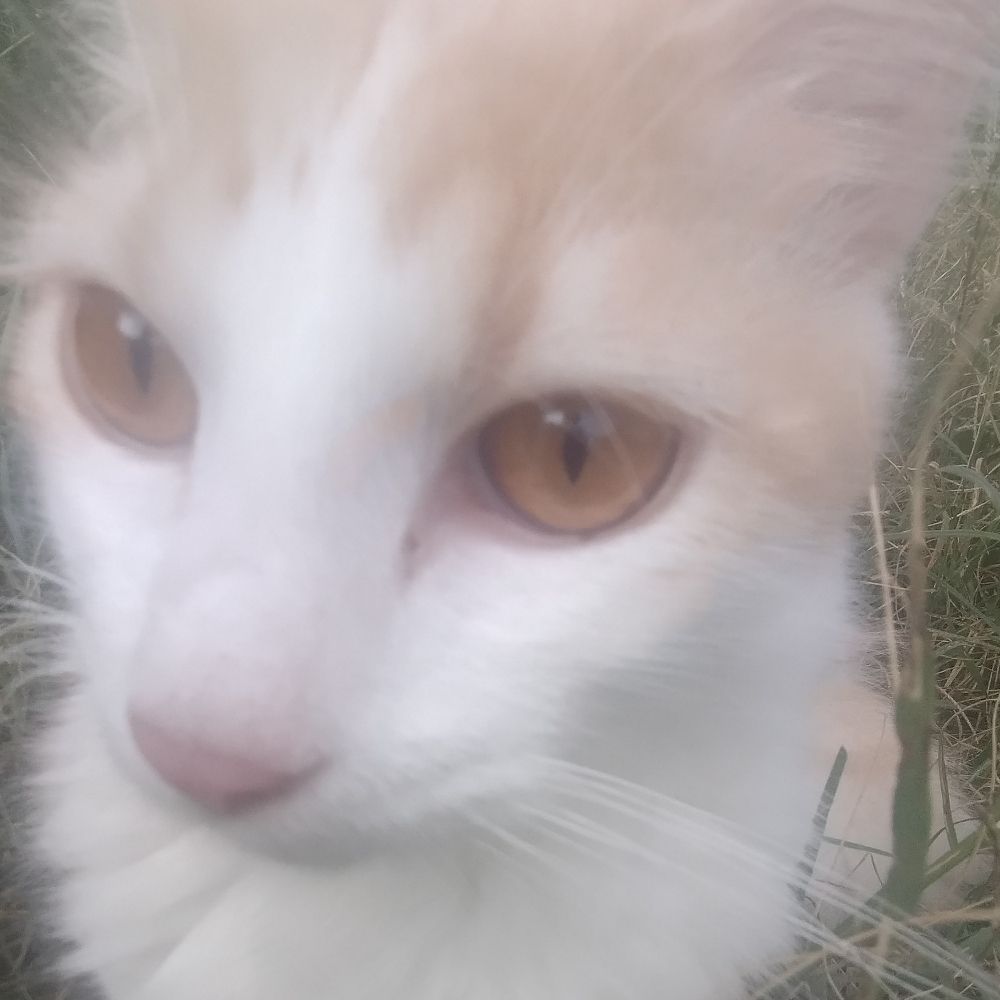DiscoDeVini