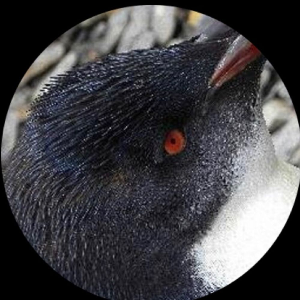 Penguinfamy