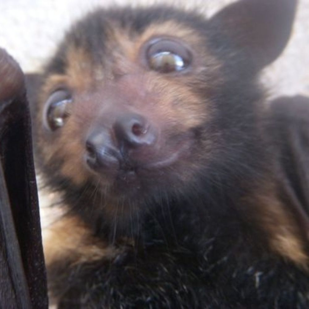Quimera
