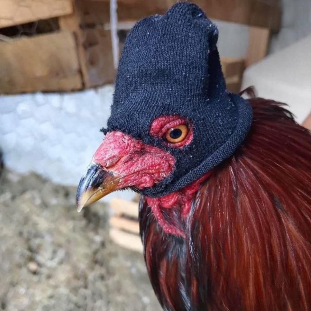 Immense poulet