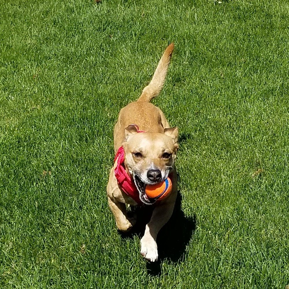 GO DUCK