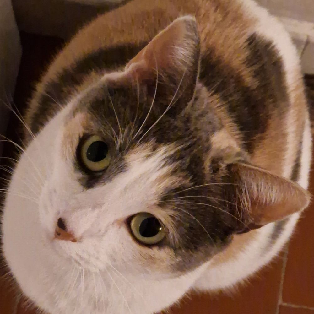 myri