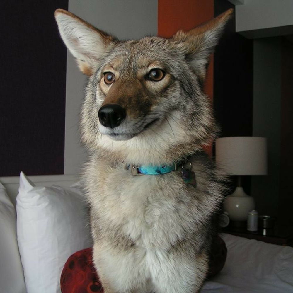 Reeidly Scott, 'yote