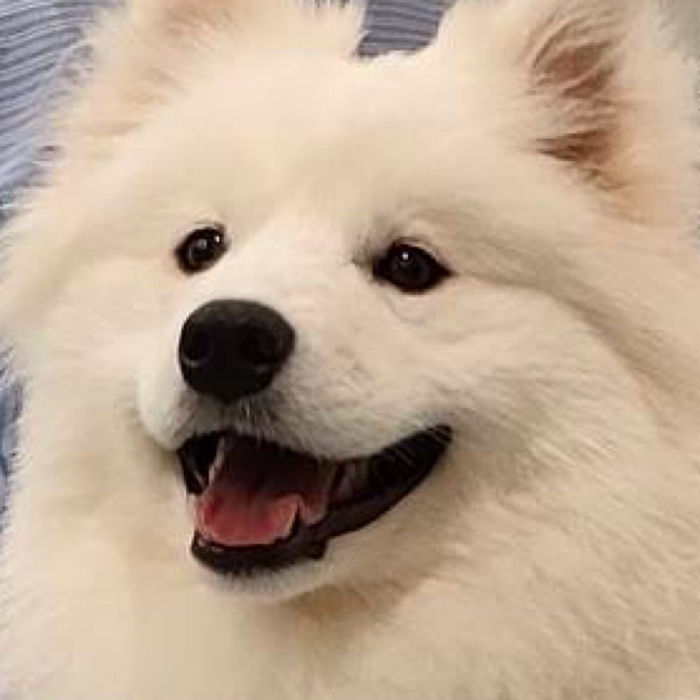 ささ