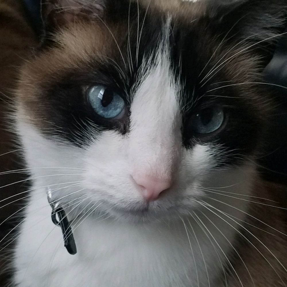 @Beccakittybear.bsky.social