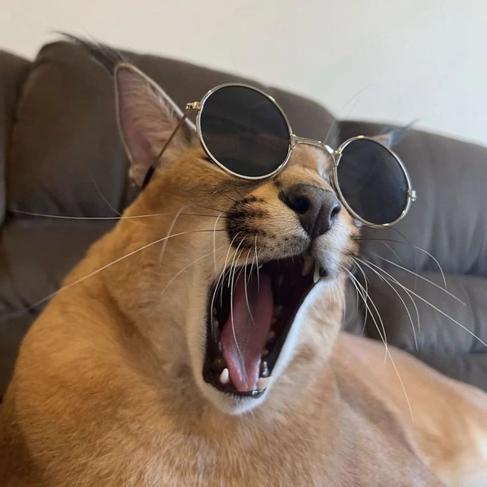 카라칼