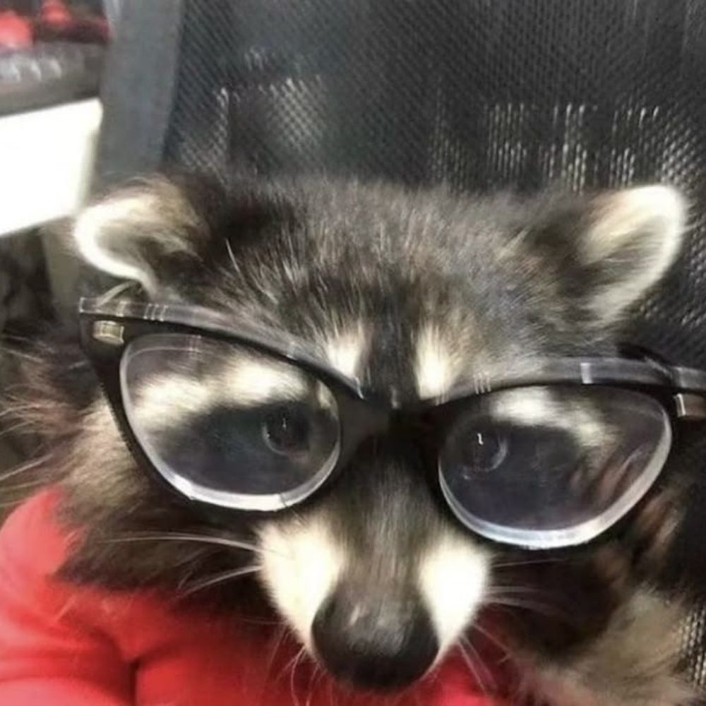 Matt 🦝