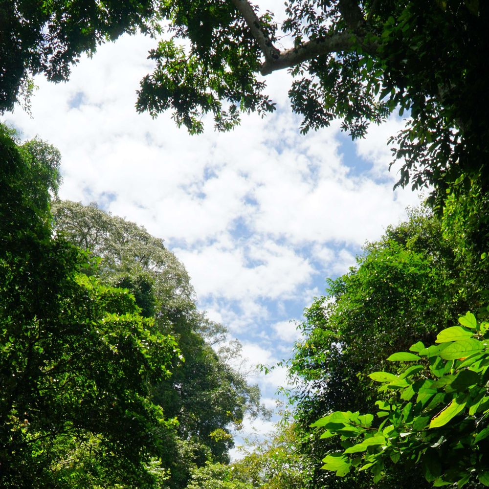 Forest Conservation Fund