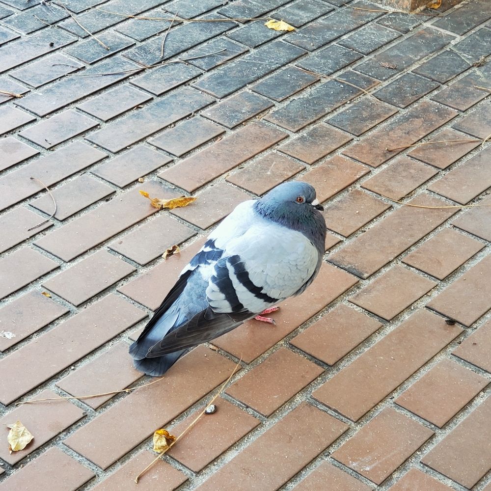 ジメリスト横川