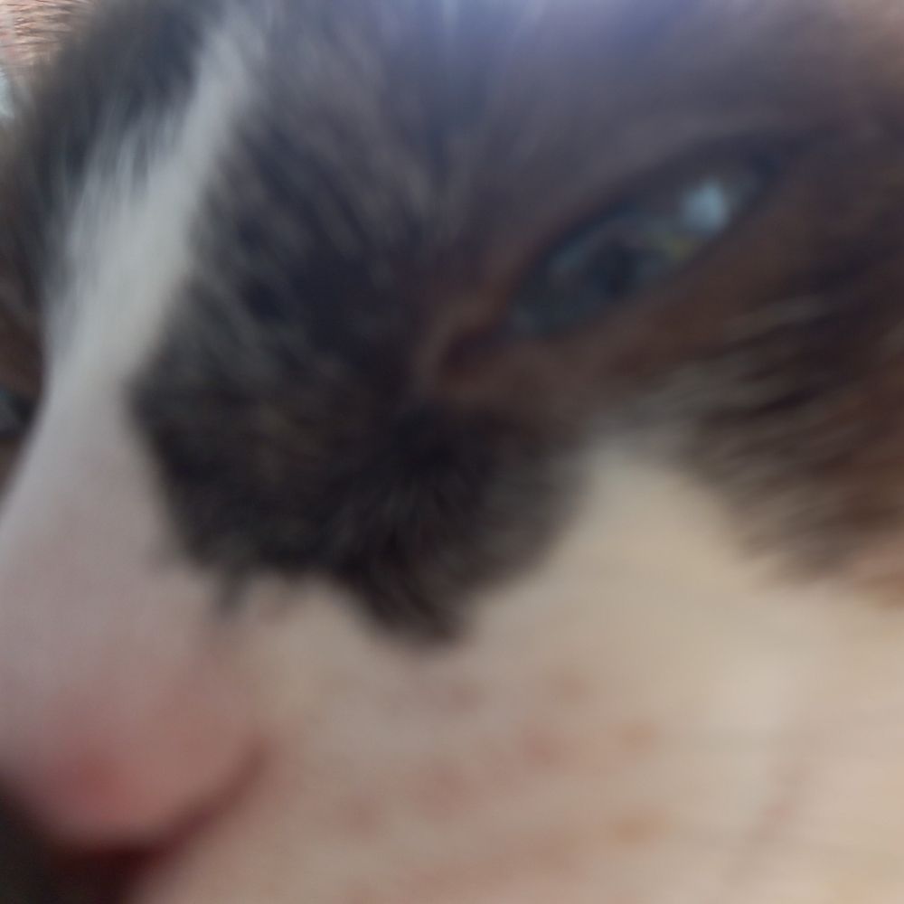 leizi