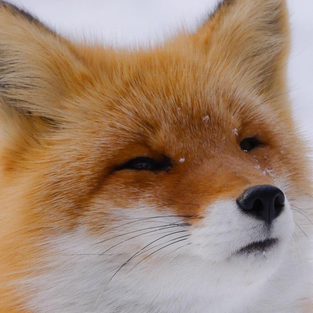 Foxymin492