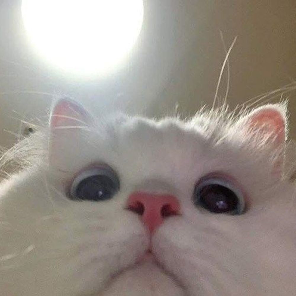 Ce🐱