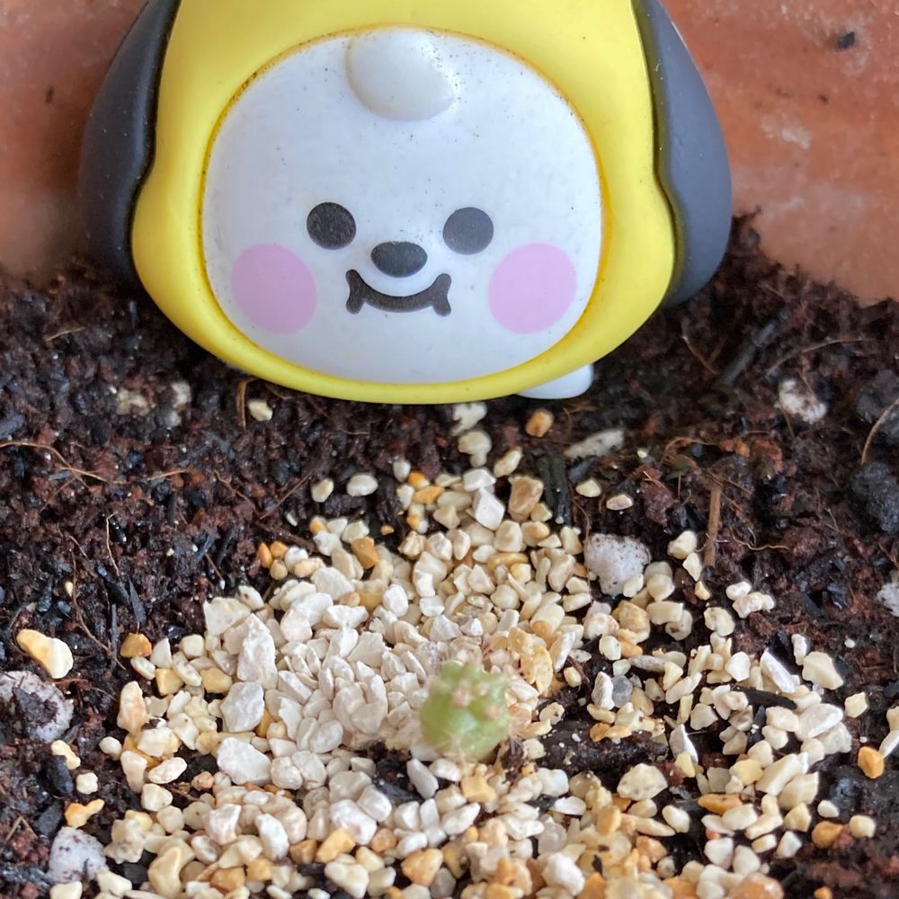 いえこ이에고