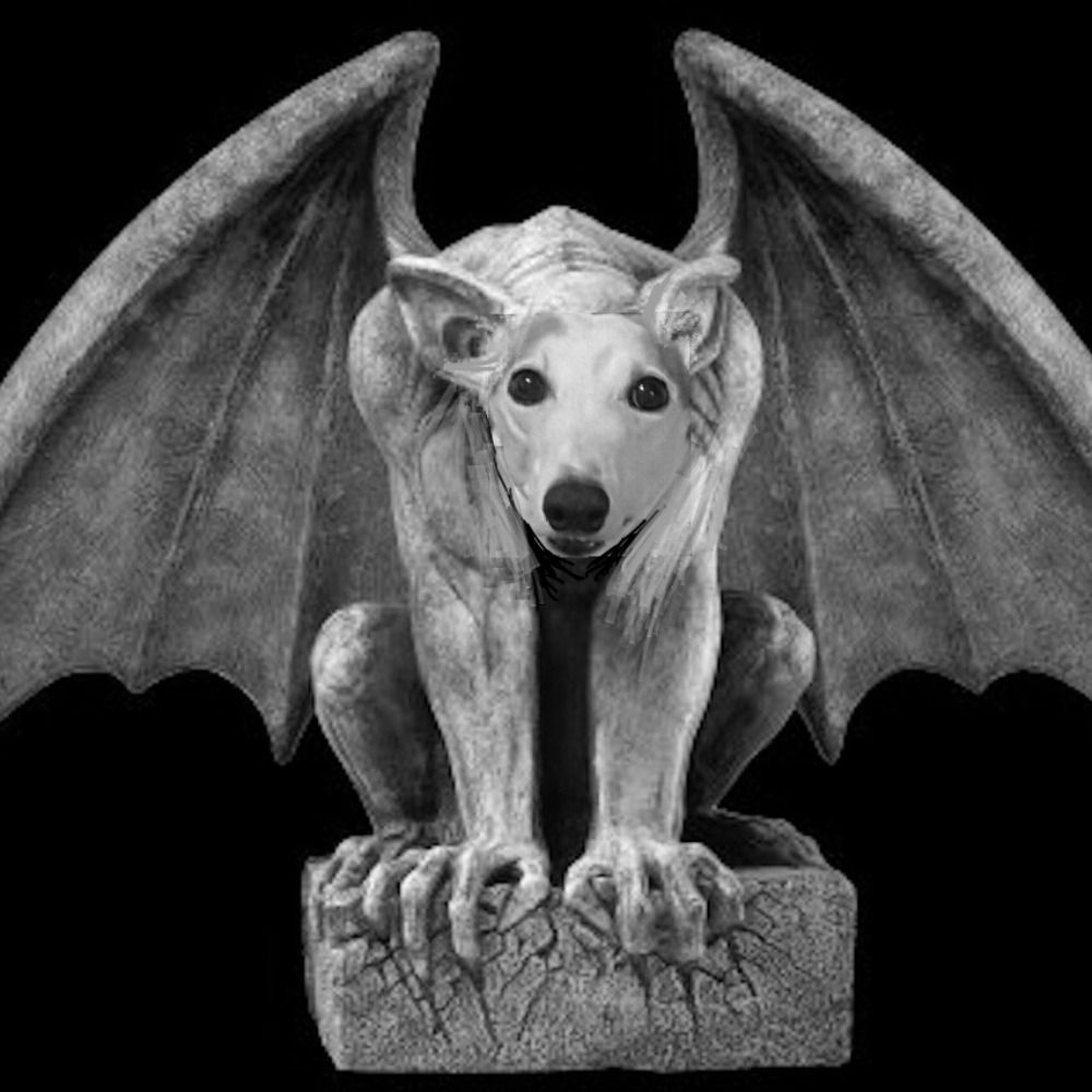 Baba&Yoyo Greyhounds 's avatar