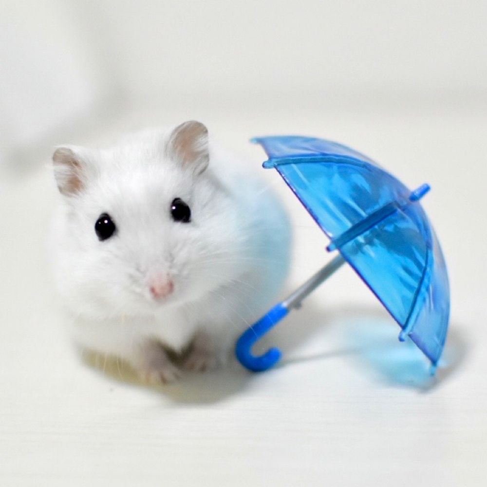 ほわほわのほわ