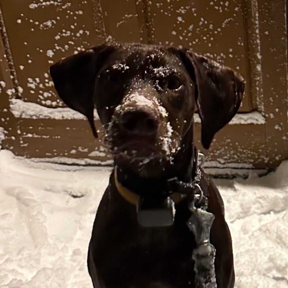 doggkruse