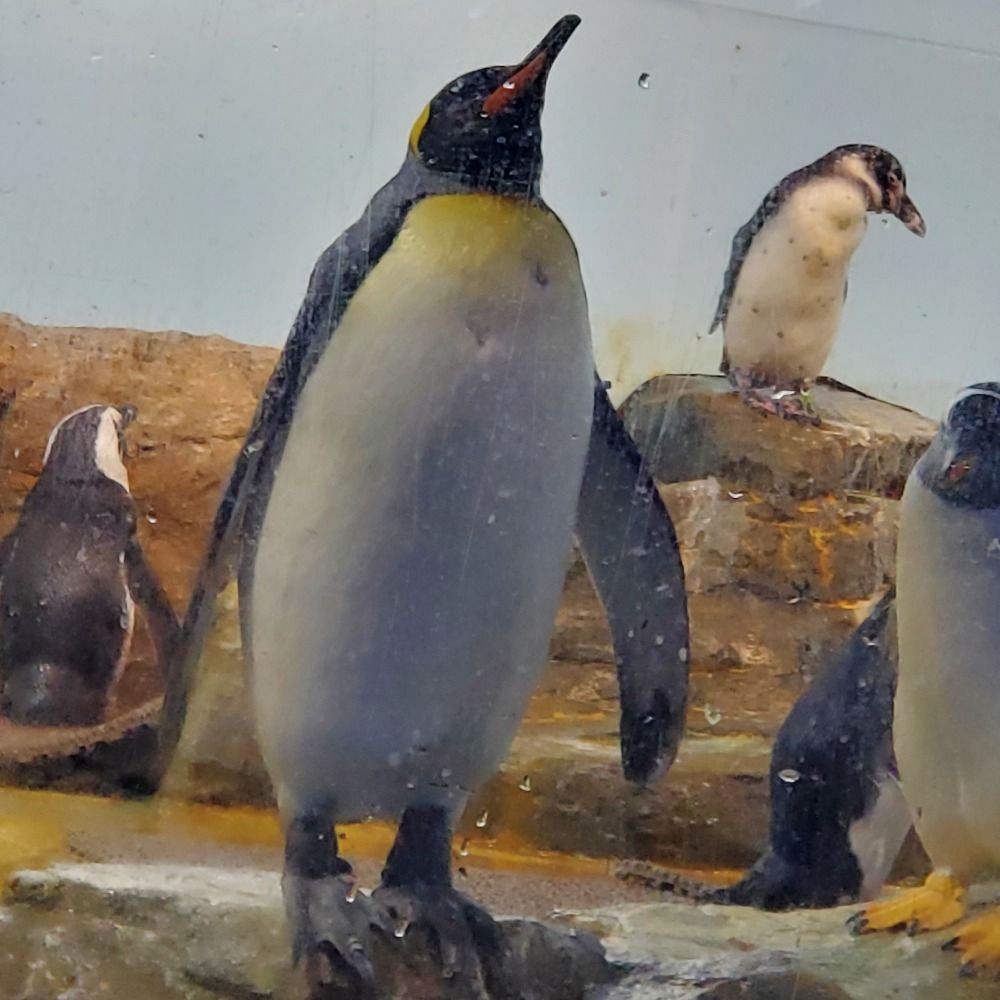 🐧めびお🐧