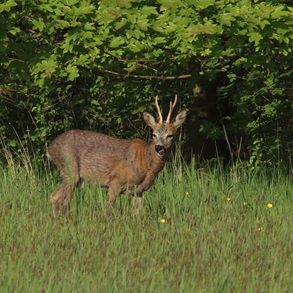 Wandelen in de Kempense natuur