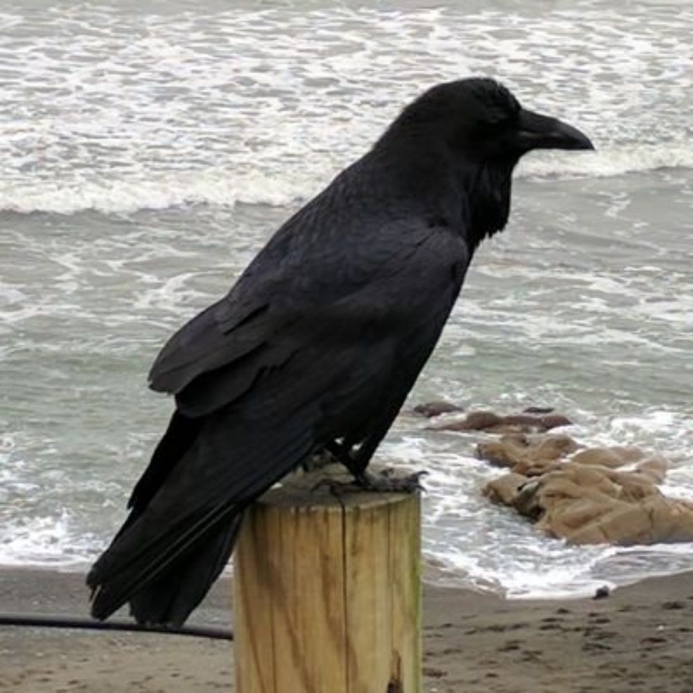 Morbid Corvid