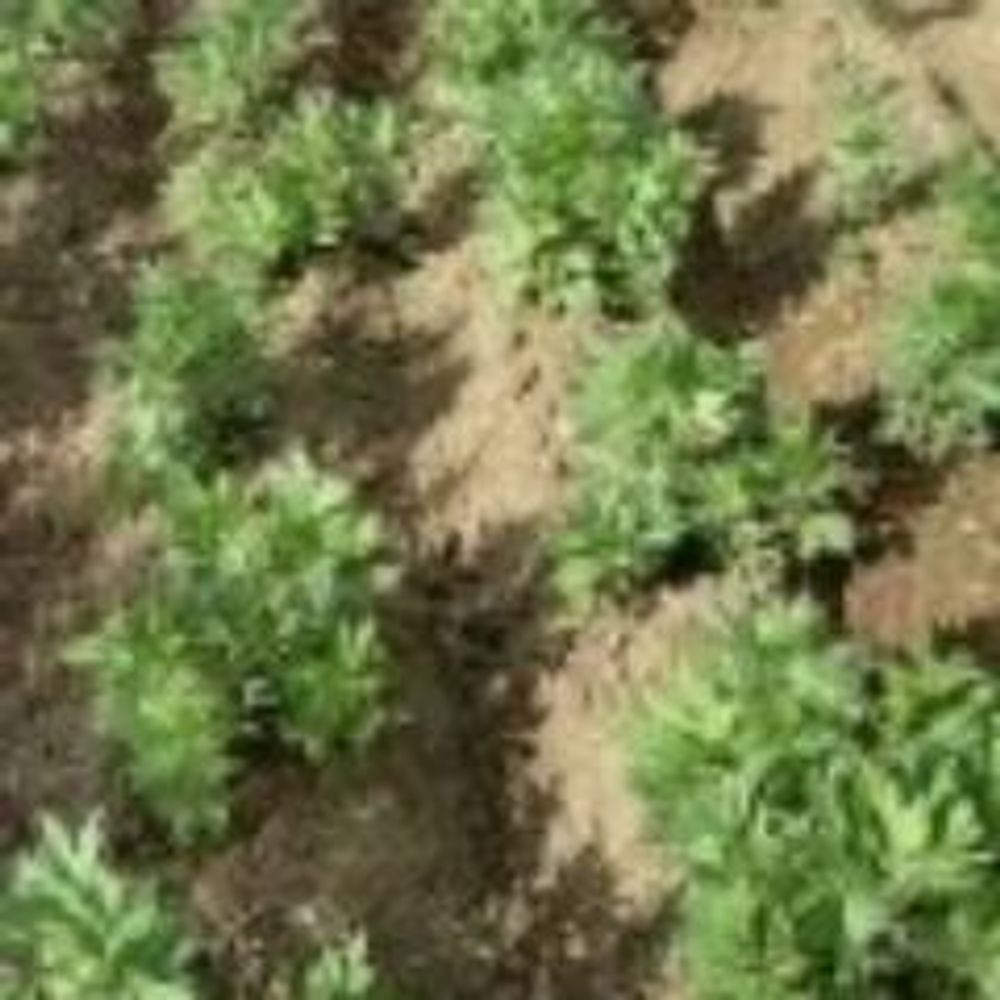 Agrolinker
