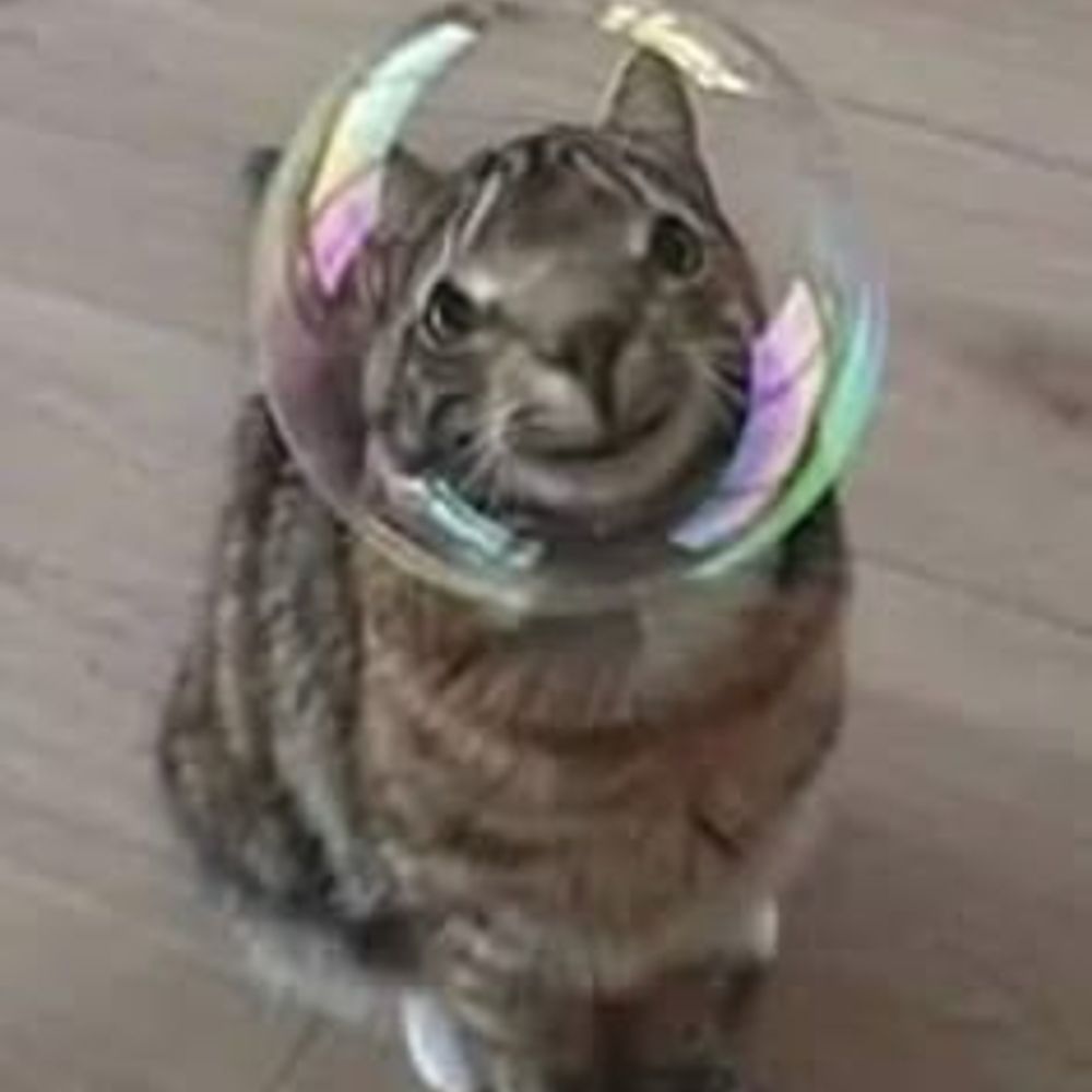 kitty