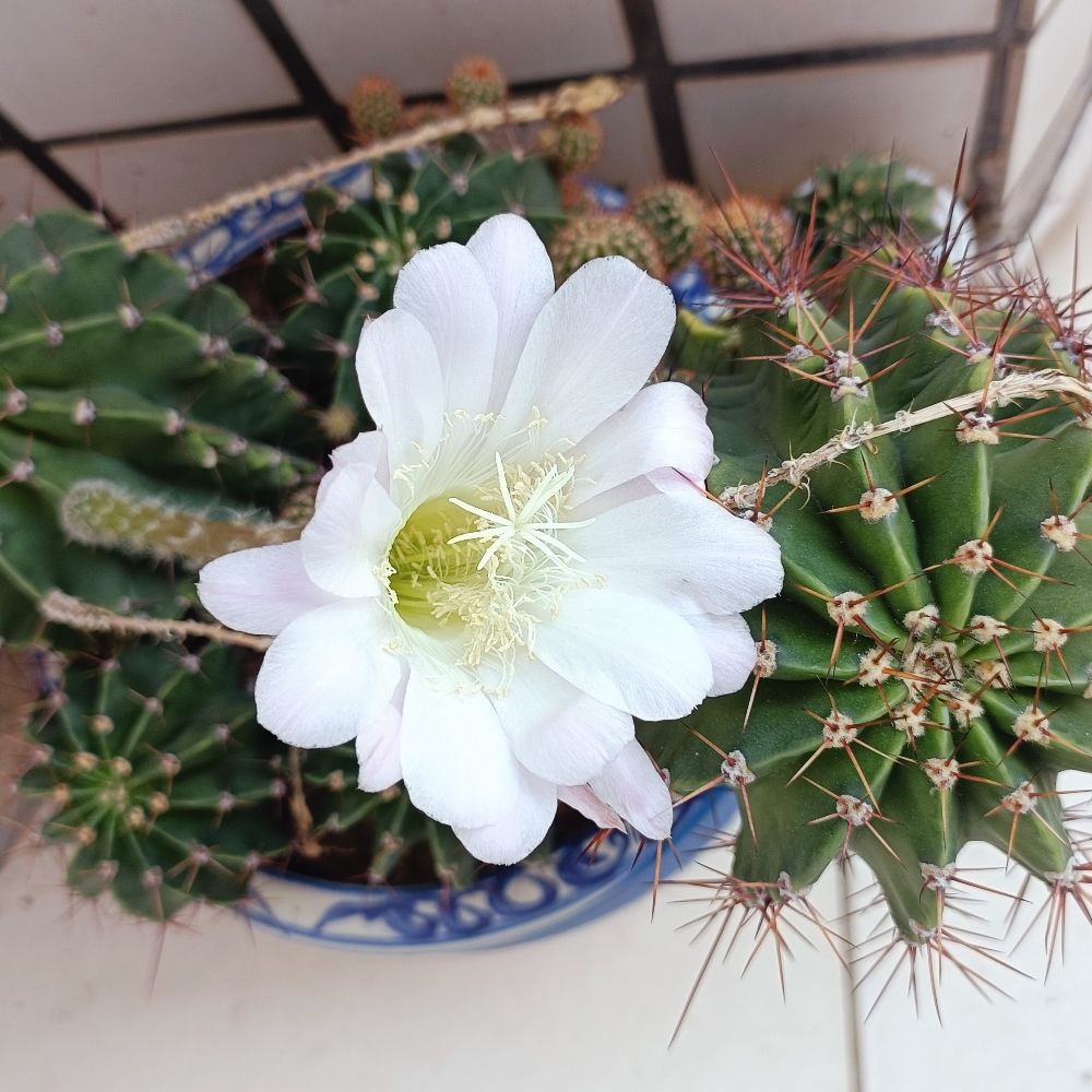 小昇