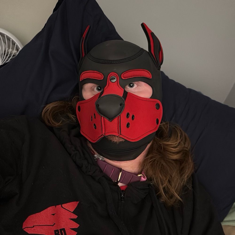 Pup Bandit