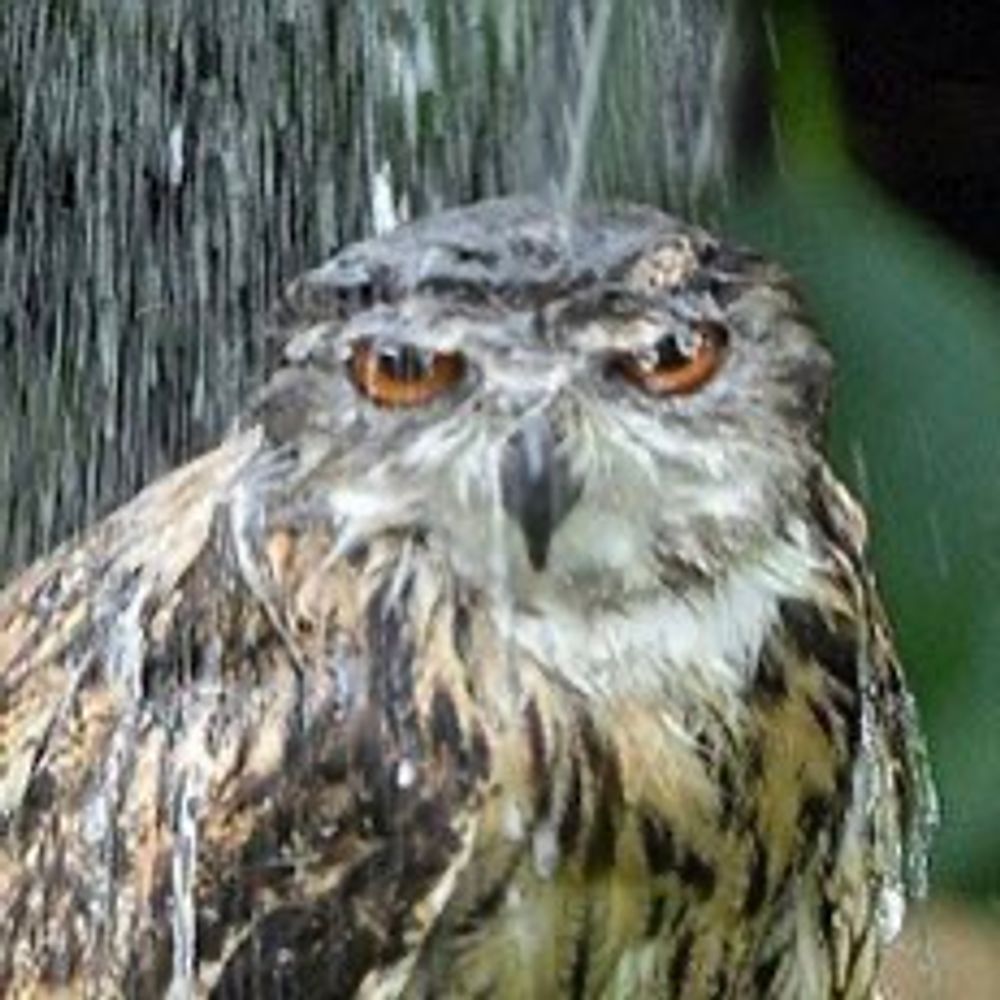 Moist Owlet's avatar
