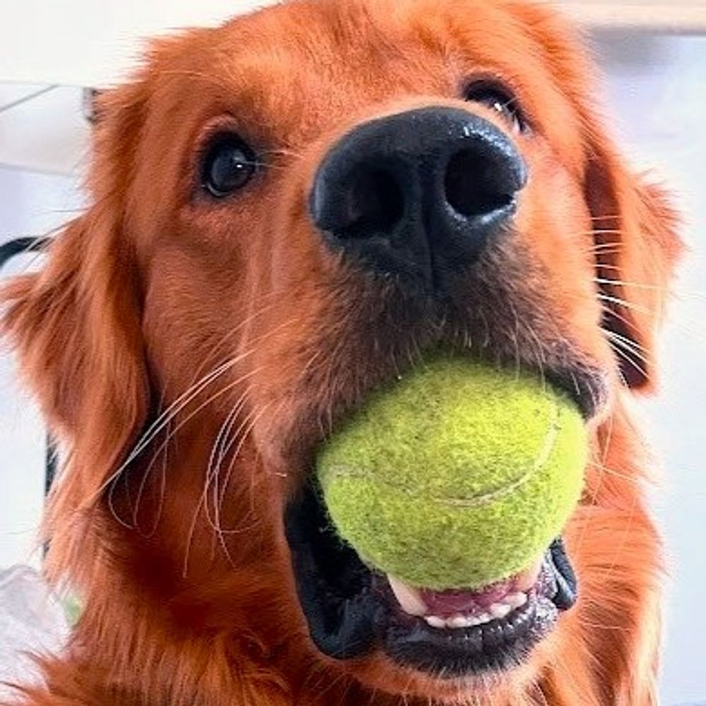 Yogi the Golden Retriever