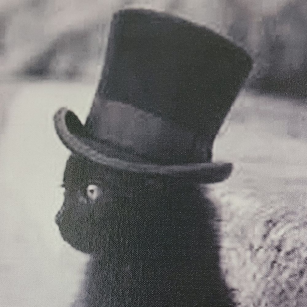 bellacat22.bsky.social profile picture