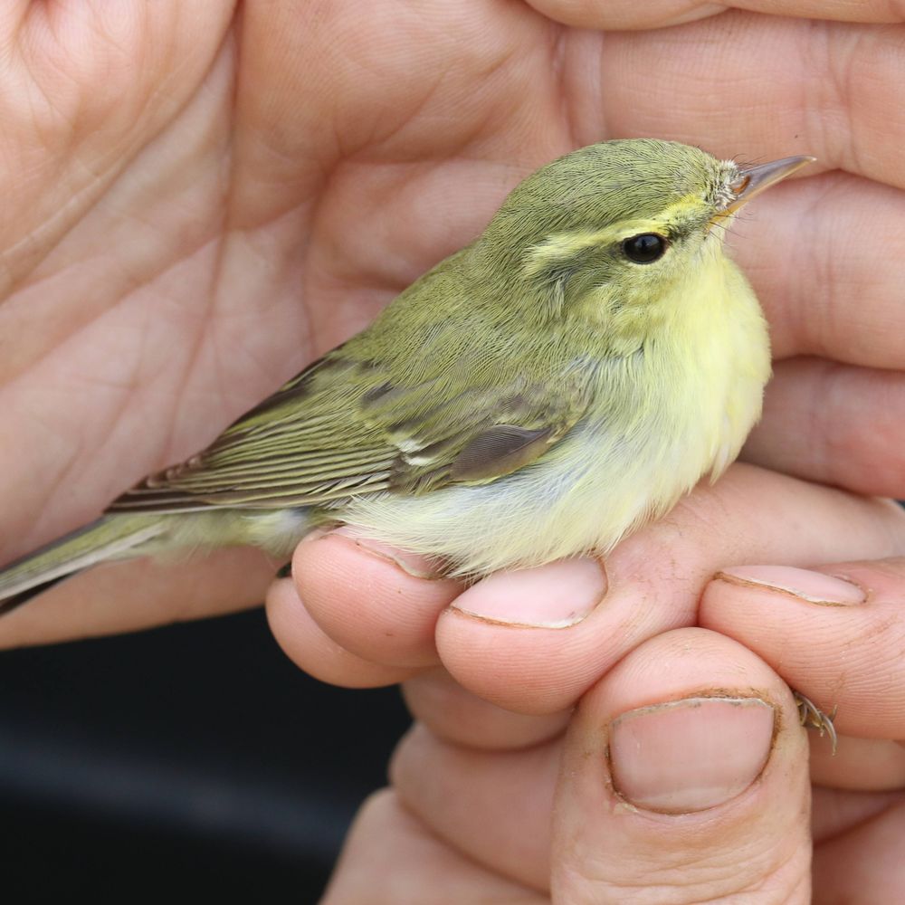 Bucktonbirder