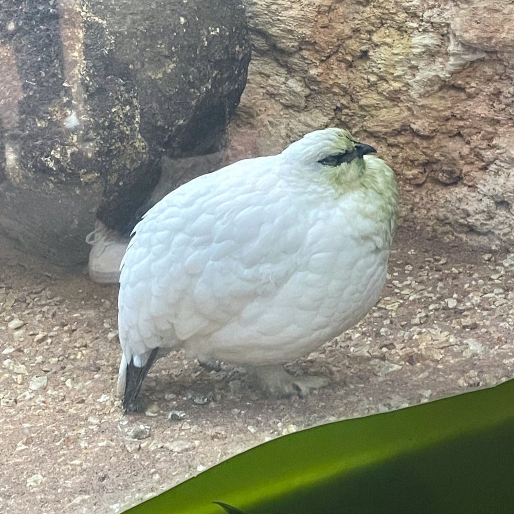 cocco🐓