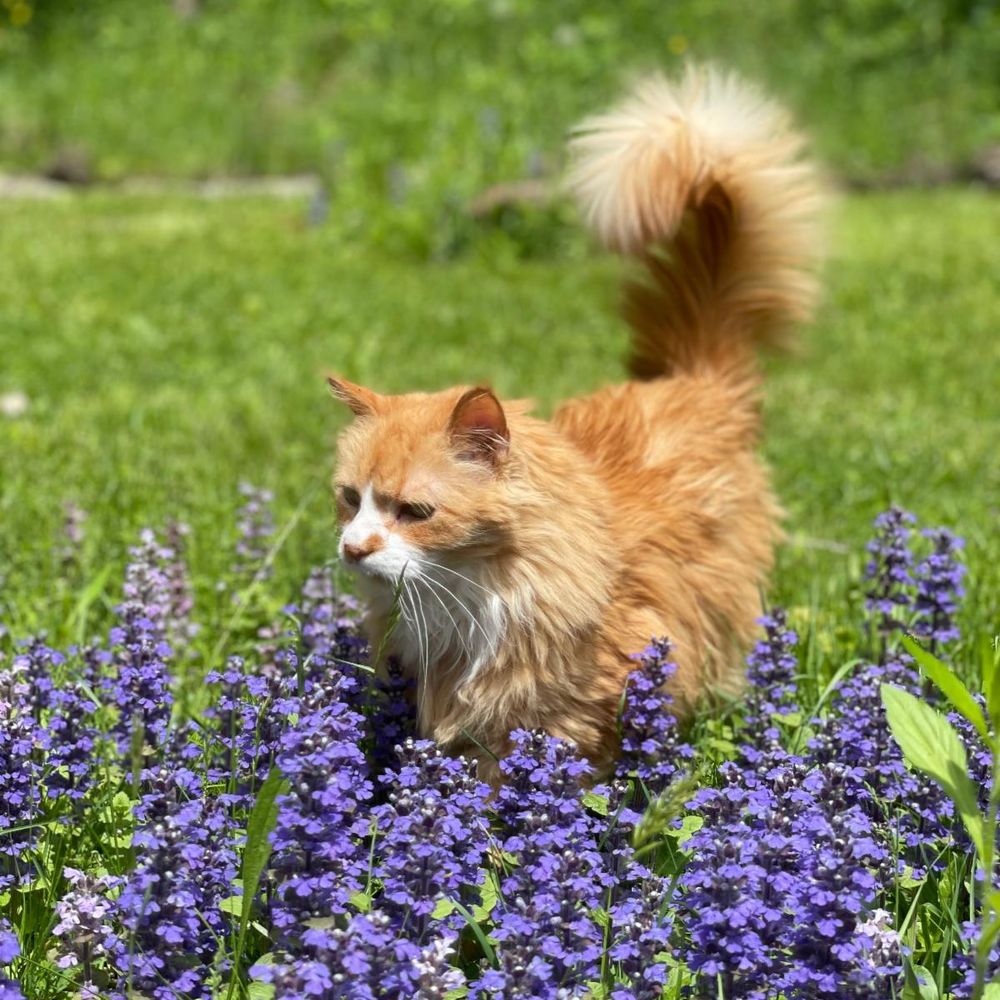 Cat Reviewer