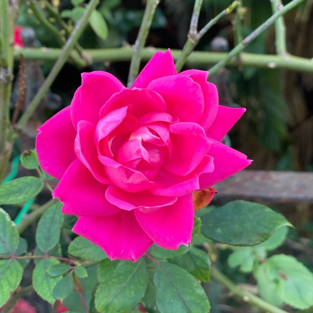 Snowzie Roze