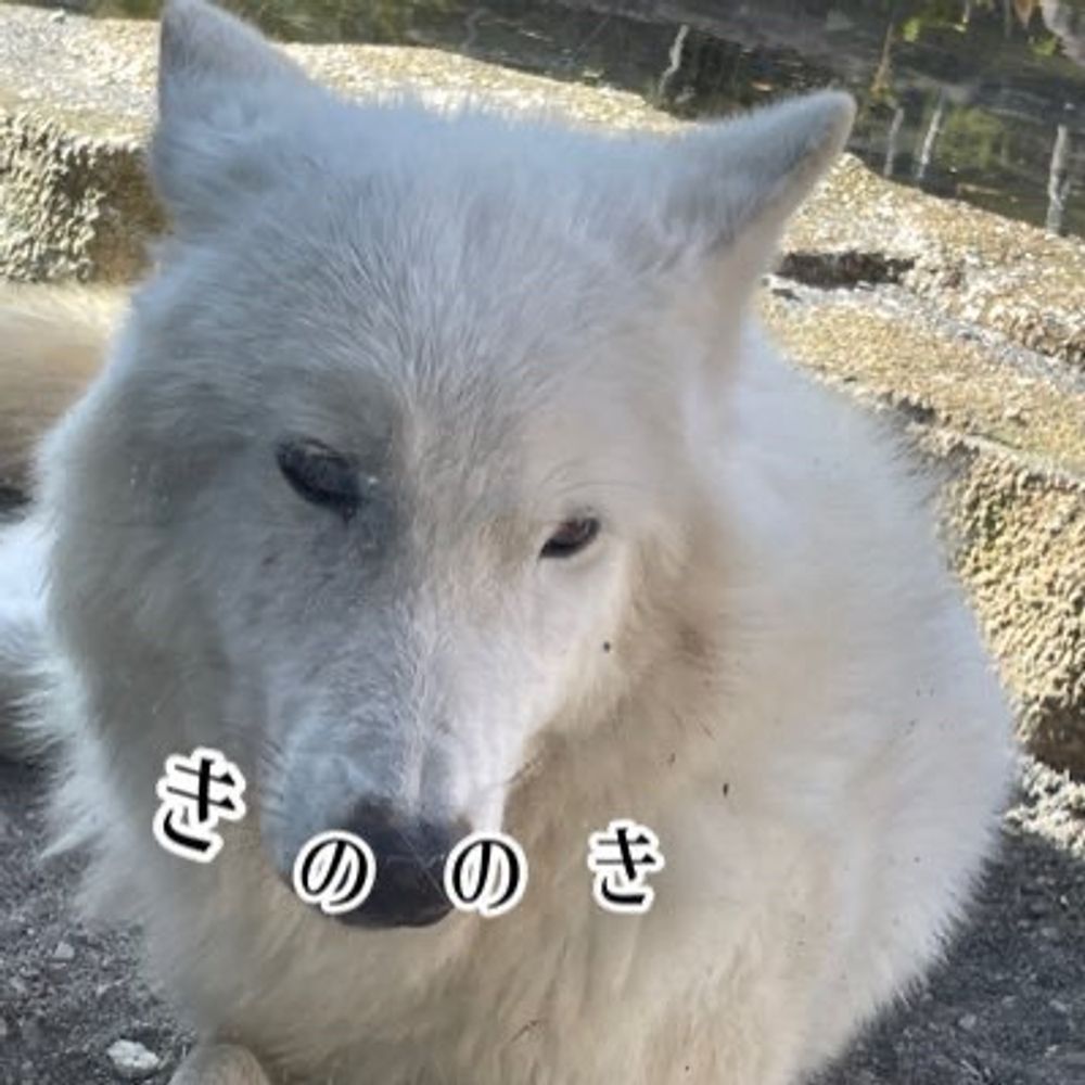 キノノキチャンネル🕊🥐