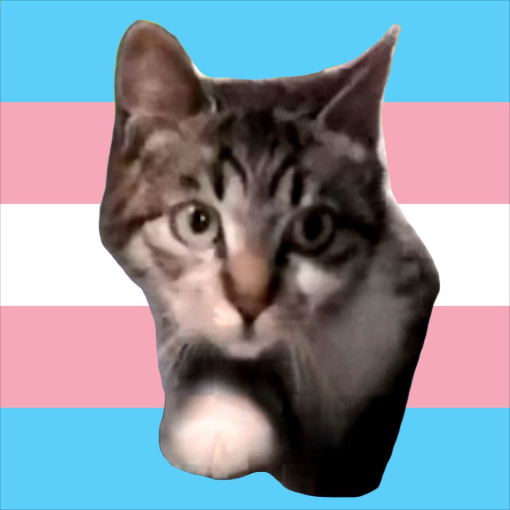 Tabby!