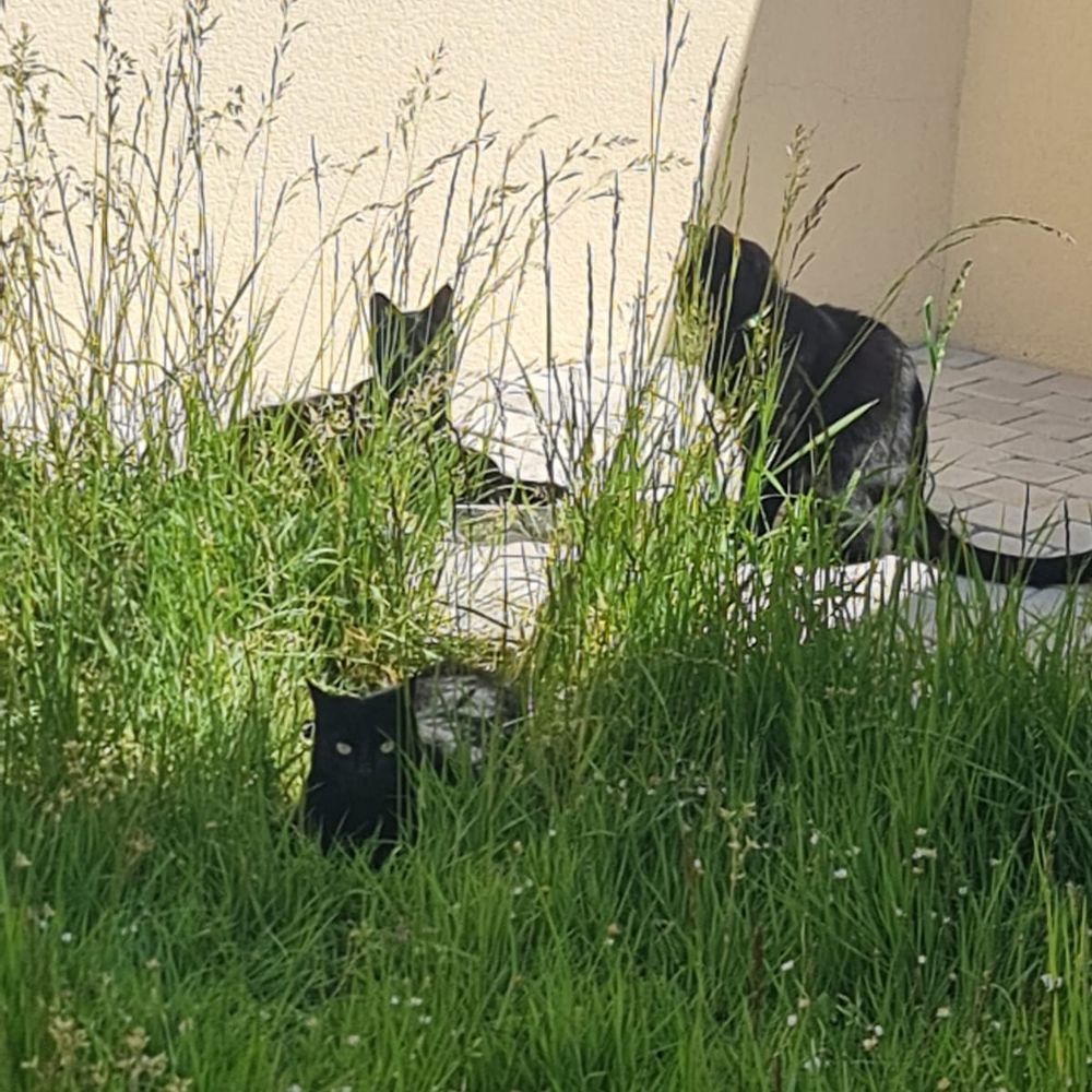 Nyx, Nout, Yuna 🐈‍⬛ et Filou 🐈