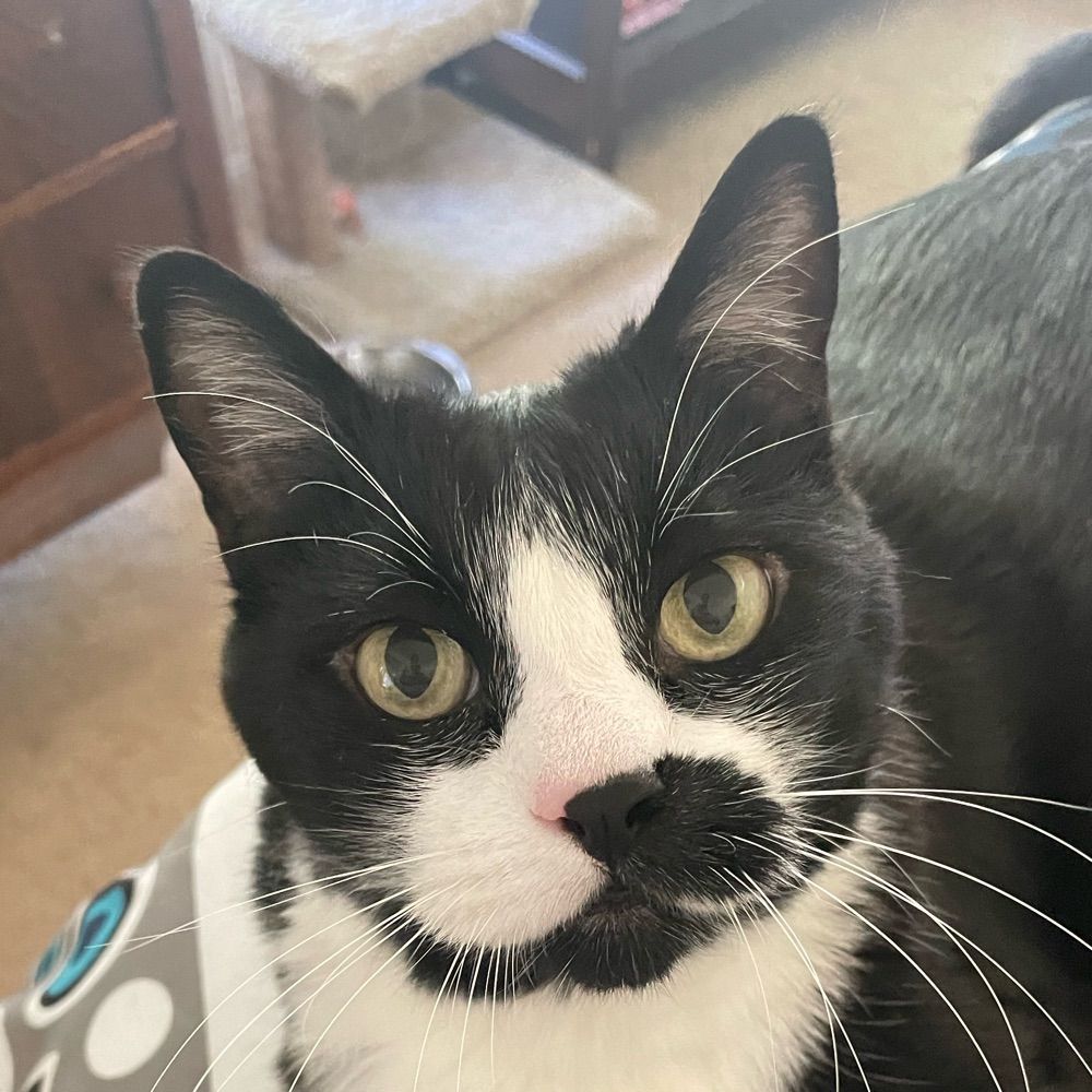 SAM