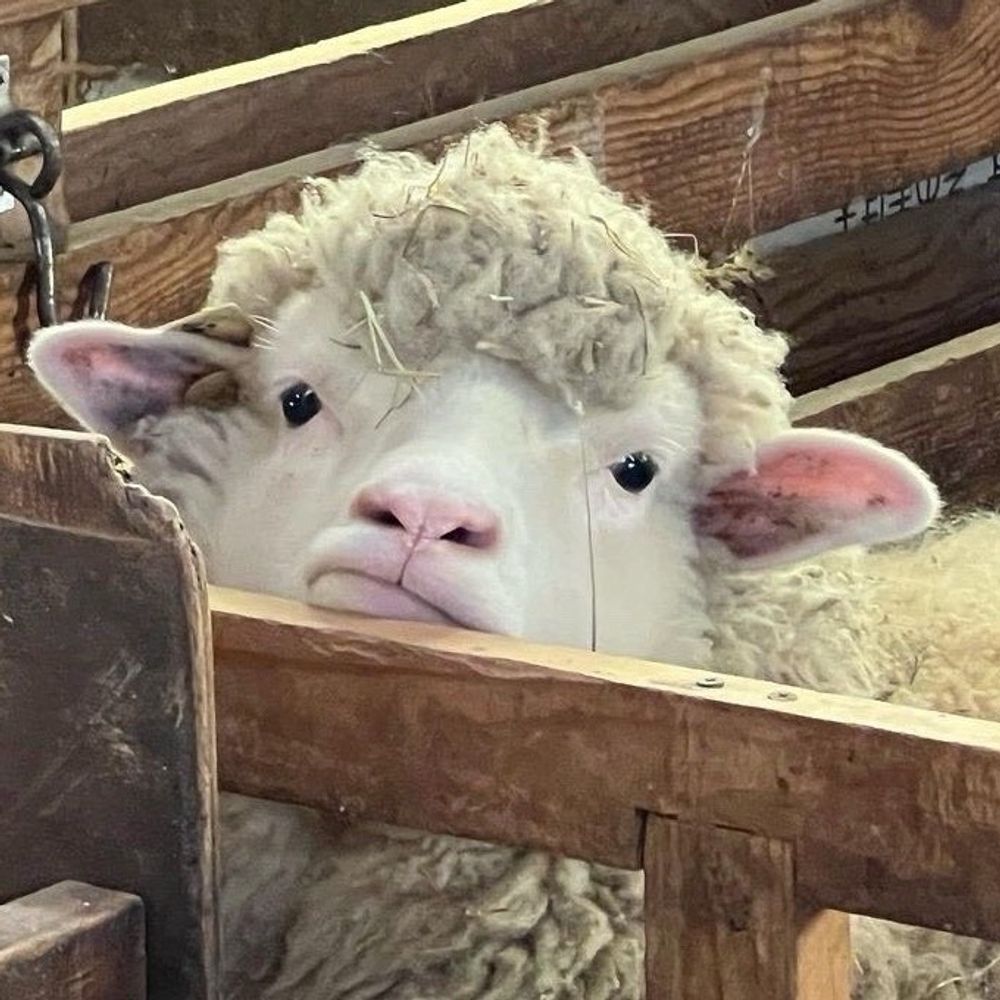 jef