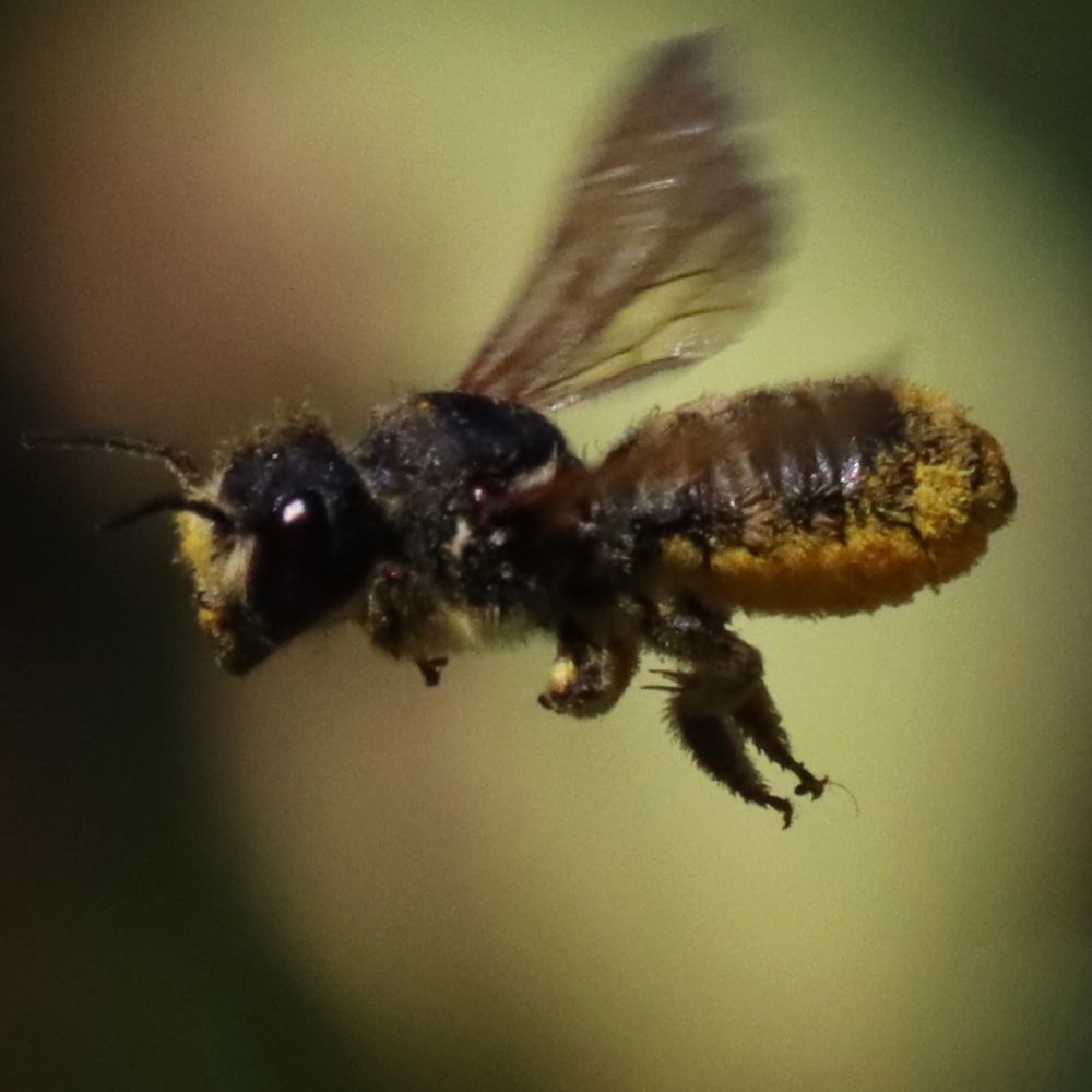 The South End Daily Bee