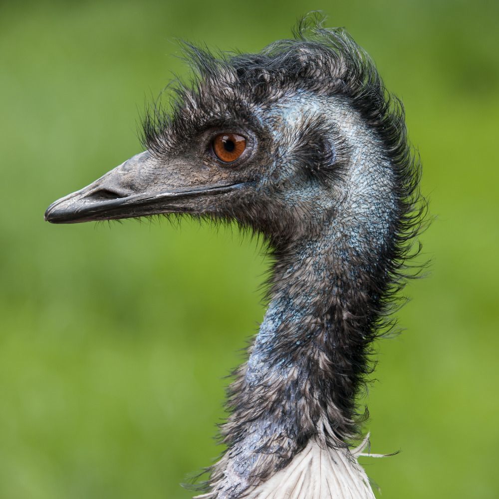 Midwest Emu 🇵🇸 🇸🇩's avatar